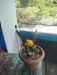 Moon Cactus